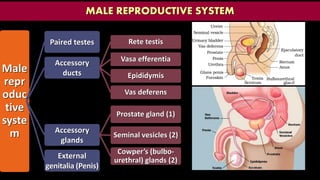 MALE REPRODUCTIVE SYSTEM
Male
repr
oduc
tive
syste
m
Paired testes
Accessory
ducts
Rete testis
Vasa efferentia
Epididymis
Vas deferens
Accessory
glands
Prostate gland (1)
Seminal vesicles (2)
Cowper’s (bulbo-
urethral) glands (2)
External
genitalia (Penis)
 