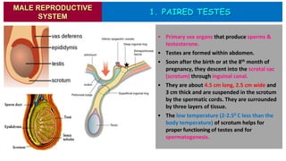 1. PAIRED TESTES
• Primary sex organs that produce sperms &
testosterone.
• Testes are formed within abdomen.
• Soon after the birth or at the 8th month of
pregnancy, they descent into the scrotal sac
(scrotum) through inguinal canal.
• They are about 4.5 cm long, 2.5 cm wide and
3 cm thick and are suspended in the scrotum
by the spermatic cords. They are surrounded
by three layers of tissue.
• The low temperature (2-2.50 C less than the
body temperature) of scrotum helps for
proper functioning of testes and for
spermatogenesis.
MALE REPRODUCTIVE
SYSTEM
 
