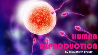 HUMAN
REPRODUCTION
By Biswanath prusty
 
