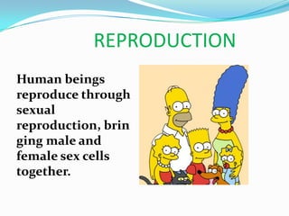 REPRODUCTION
Human beings
reproduce through
sexual
reproduction, brin
ging male and
female sex cells
together.
 