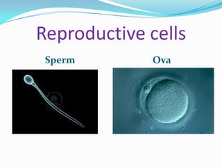 Reproductive cells
 Sperm       Ova
 