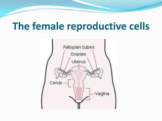 The female reproductive cells
 