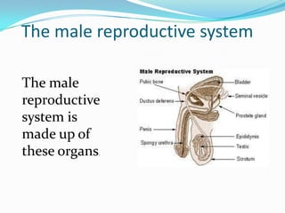 The male reproductive system

The male
reproductive
system is
made up of
these organs
           .
 