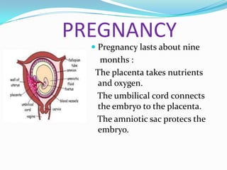 PREGNANCY
   Pregnancy lasts about nine
    months :
   The placenta takes nutrients
   and oxygen.
   The umbilical cord connects
   the embryo to the placenta.
   The amniotic sac protecs the
   embryo.
 