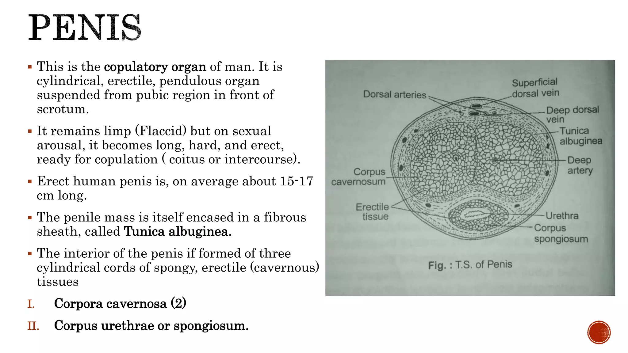 Human reproduction Complete Chapter | PPTX