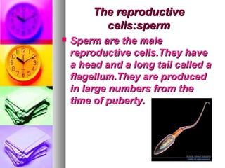 The reproductive
           cells:sperm
   Sperm are the male
    reproductive cells.They have
    a head and a long tail called a
    flagellum.They are produced
    in large numbers from the
    time of puberty.
 