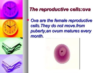 The reproductive cells:ova

   Ova are the female reproductive
    cells.They do not move.from
    puberty,an ovum matures every
    month.
 