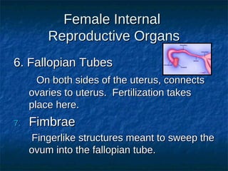 Female Internal
Reproductive Organs
6. Fallopian Tubes
On both sides of the uterus, connects
ovaries to uterus. Fertilization takes
place here.
7.

Fimbrae
Fingerlike structures meant to sweep the
ovum into the fallopian tube.

 
