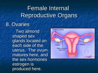 Female Internal
Reproductive Organs
8. Ovaries
Two almond
shaped sex
glands located on
each side of the
uterus. The ovum
matures here, and
the sex hormones
estrogen is
produced here.

 