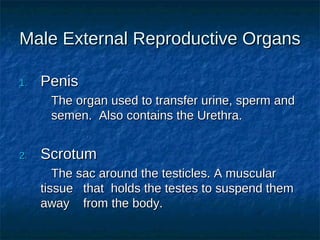 Male External Reproductive Organs
1.

Penis
The organ used to transfer urine, sperm and
semen. Also contains the Urethra.

2.

Scrotum
The sac around the testicles. A muscular
tissue that holds the testes to suspend them
away from the body.

 