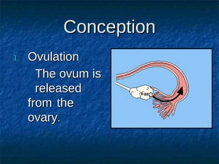 Conception
1.

Ovulation
The ovum is
released
from the
ovary.

 