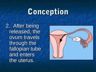 Conception
2. After being
released, the
ovum travels
through the
fallopian tube
and enters
the uterus.

 