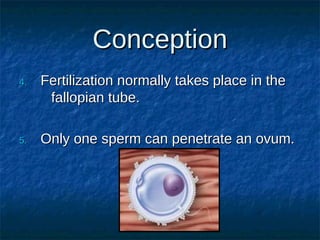 Conception
4.

Fertilization normally takes place in the
fallopian tube.

5.

Only one sperm can penetrate an ovum.

 