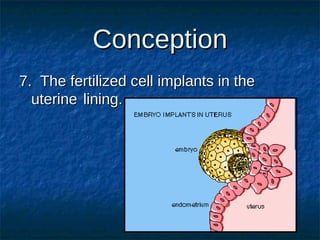 Conception
7. The fertilized cell implants in the
uterine lining.

 