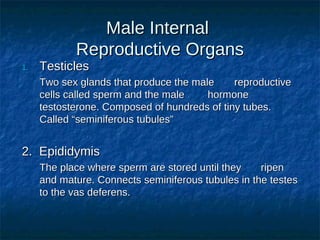 Male Internal
Reproductive Organs

1.

Testicles

Two sex glands that produce the male
reproductive
cells called sperm and the male
hormone
testosterone. Composed of hundreds of tiny tubes.
Called “seminiferous tubules”

2. Epididymis
The place where sperm are stored until they
ripen
and mature. Connects seminiferous tubules in the testes
to the vas deferens.

 