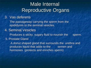 Male Internal
Reproductive Organs
3. Vas deferens
The passageway carrying the sperm from the
epididymis to the seminal vesicles.

4. Seminal Vesicles
Produces a sticky, sugary fluid to nourish the
sperm.
5. Prostate Gland
A donut shaped gland that surrounds the urethra and
produces liquid that adds to the
semen and
hormones. (protects and enriches sperm)

 