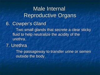 Male Internal
Reproductive Organs
6. Cowper’s Gland
Two small glands that secrete a clear sticky
fluid to help neutralize the acidity of the
urethra.

7. Urethra
The passageway to transfer urine or semen
outside the body.

 