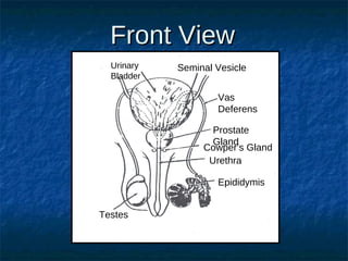 Front View
Urinary
Bladder

Seminal Vesicle
Vas
Deferens
Prostate
Gland
Cowper’s Gland
Urethra
Epididymis

Testes

 