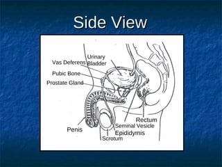 Side View
Urinary
Vas Deferens Bladder
Pubic Bone
Prostate Gland

Rectum

Penis

Seminal Vesicle

Epididymis

Scrotum

 