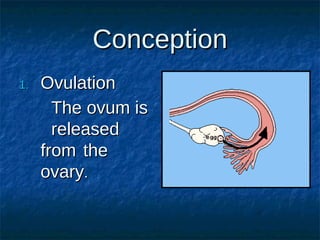 Human reproduction powerpoint