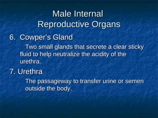 Human reproduction powerpoint