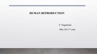 HUMAN REPRODUCTION
Y. Nagamani
Msc (N) 1st year
 