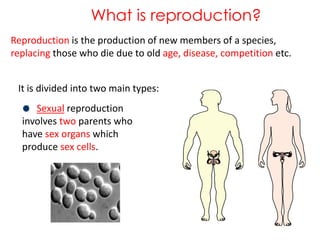 How Do Humans Reproduce Sexually