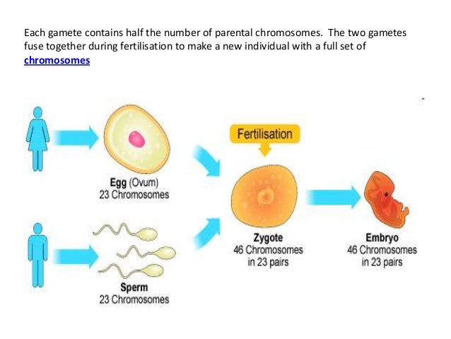an egg cell and sperm cell join together to form a an egg cell and sperm cell join together to form a