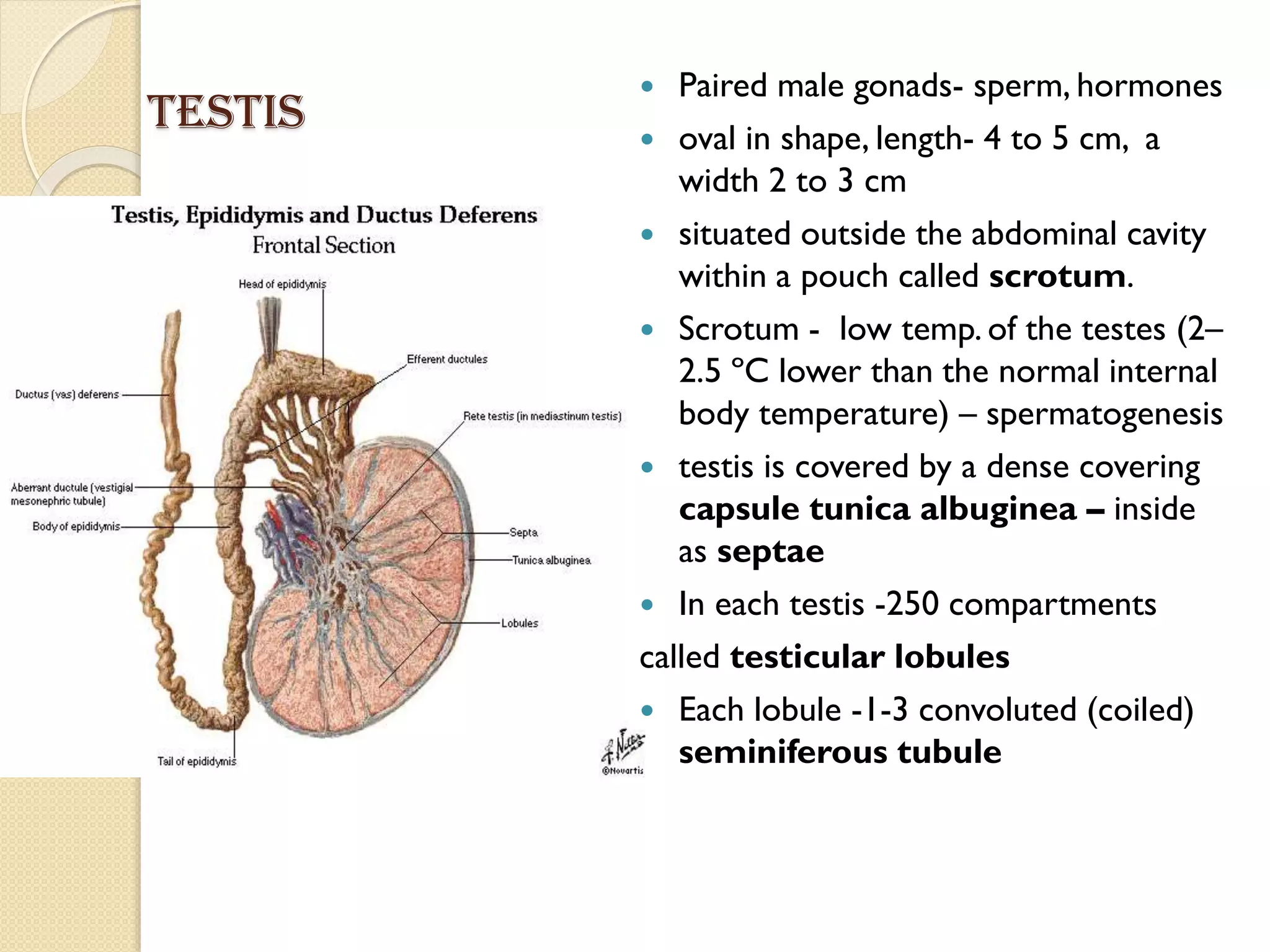 Human Reproduction | PPTX