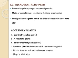 External genitalia- Penis
 External copulatory organ – external genitalia
 Made of special tissue- erection to facilitate insemination
 Enlarge distal end glans penis covered by loose skin called fore
skin
Accessory Glands
1. Seminal vesicles (paired)
2. A Prostate gland
3. Bulbourethral glands (paired)
• Seminal plasma- secretion of all the accessory glands.
• Rich in fructose, calcium and certain enzymes.
• Helps in lubrication
 