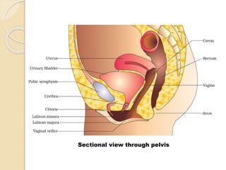 Sectional view through pelvis
 