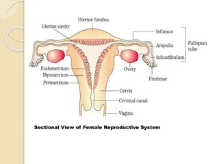 Sectional View of Female Reproductive System
 