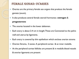 Female Gonad: Ovaries
 Ovaries are the primary female sex organs that produce the female
gamete (ovum).
 It also produces several female steroid hormones- estrogen &
progesterone
 The ovaries located in the lower abdomen.
 Each ovary is about 2-4 cm in length.These are Connected to the pelvic
wall and uterus by ligaments.
 Each ovary is covered by thin epithelium which enclose ovarian stroma
 Ovarian Stroma, 2 zones- A peripheral cortex & an inner medulla.
 At the peripheral cortex follicles are present & in medulla blood vessels
& ovarian ligaments are present
 