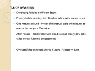T.S of Ovaries:
 Developing follicles in different Stages
 Primary follicle develops into Graafian follicle with mature ovum,
 One matures around 14th day of menstrual cycle and ruptures to
release the oocyte – Ovulation
 After release – follicle filled with blood clot and then yellow cells –
called corpus luteum ( progesterone)
 Oviducts(fallopian tubes), uterus & vagina- Accessory ducts
 