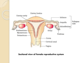 Sectional view of Female reproductive system
 