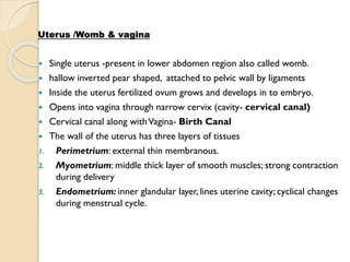 Uterus /Womb & vagina
 Single uterus -present in lower abdomen region also called womb.
 hallow inverted pear shaped, attached to pelvic wall by ligaments
 Inside the uterus fertilized ovum grows and develops in to embryo.
 Opens into vagina through narrow cervix (cavity- cervical canal)
 Cervical canal along withVagina- Birth Canal
 The wall of the uterus has three layers of tissues
1. Perimetrium: external thin membranous.
2. Myometrium: middle thick layer of smooth muscles; strong contraction
during delivery
3. Endometrium: inner glandular layer, lines uterine cavity; cyclical changes
during menstrual cycle.
 