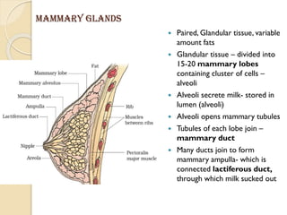 Mammary glands
 Paired, Glandular tissue, variable
amount fats
 Glandular tissue – divided into
15-20 mammary lobes
containing cluster of cells –
alveoli
 Alveoli secrete milk- stored in
lumen (alveoli)
 Alveoli opens mammary tubules
 Tubules of each lobe join –
mammary duct
 Many ducts join to form
mammary ampulla- which is
connected lactiferous duct,
through which milk sucked out
 