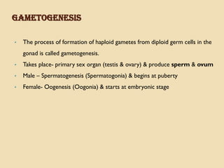 GAMETOGENESIS
• The process of formation of haploid gametes from diploid germ cells in the
gonad is called gametogenesis.
• Takes place- primary sex organ (testis & ovary) & produce sperm & ovum
• Male – Spermatogenesis (Spermatogonia) & begins at puberty
• Female- Oogenesis (Oogonia) & starts at embryonic stage
 