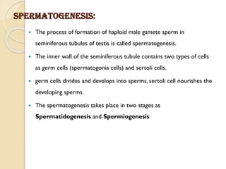 Spermatogenesis:
 The process of formation of haploid male gamete sperm in
seminiferous tubules of testis is called spermatogenesis.
 The inner wall of the seminiferous tubule contains two types of cells
as germ cells (spermatogonia cells) and sertoli cells.
 germ cells divides and develops into sperms, sertoli cell nourishes the
developing sperms.
 The spermatogenesis takes place in two stages as
Spermatidogenesis and Spermiogenesis
 