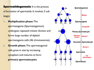 Spermatidogenesis: It is the process
of formation of spermatids. It involves 3 sub
stages
1. Multiplication phase: The
spermatogonia (Spermatogonium)
undergoes repeated mitotic division and
forms large number of diploid
spermatogonia cells (46 chromosomes).
2. Growth phase: The spermatogonial
cells grow in size by increasing
cytoplasm and matures to form
primary spermatocytes
 