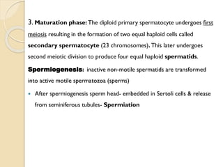 3. Maturation phase: The diploid primary spermatocyte undergoes first
meiosis resulting in the formation of two equal haploid cells called
secondary spermatocyte (23 chromosomes). This later undergoes
second meiotic division to produce four equal haploid spermatids.
Spermiogenesis: inactive non-motile spermatids are transformed
into active motile spermatozoa (sperms)
 After spermiogenesis sperm head- embedded in Sertoli cells & release
from seminiferous tubules- Spermiation
 