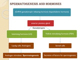 Spermatogenesis and hormones
(GnRH) gonadotropin releasing hormone (hypothalamic hormone)
anterior pituitary gland
luteinising hormone (LH)
Leydig cells- Androgens
Androgen stimulates Spermatogenesis
Follicle stimulating hormone (FSH)
Sertoli cells
Secretion of factors for spermiogenesis
Gonadotropins
 