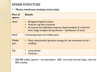 • Plasma membrane envelops entire body.
Part of
sperm
Details
Head • Elongated haploid nucleus
• Anterior cap like acrosome
• Acrosome has hydrolytic enzymes (hyaluronidase). It is derived
from Golgi complex during division – fertilization of ovum
Neck Connecting head and middle piece
Middle
part
• Many mitochondria (produce energy for the movement of tail –
motility)
Tail • Long slender
• Vibration
• 200-300 million sperms – one ejaculation 60% must have normal shape , size and
40% motility
Sperm structure
 