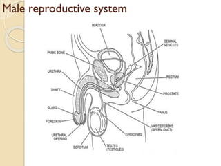 Male reproductive system
 
