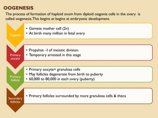 OOGENESIS
The process of formation of haploid ovum from diploid oogonia cells in the ovary is
called oogenesis.This begins at begins at embryonic development.
Oogonia
• Gamete mother cell (2n)
• At birth many million in fetal ovary
Primary
oocyte
• Propahse –I of meiotic division.
• Temporary arrested in this stage
Primary
follicle
• Primary oocyte+ granulosa cells
• May follicles degenerate from birth to puberty
• 60,000 to 80,000 in each ovary (puberty)
Secondary
follicles
• Primary follicles surrounded by more granulosa cells & theca
 