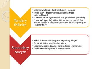 Tertiary
follicles
• Secondary follicles – fluid filled cavity – antrum
• Theca layer – theca interna (vascular) & theca
externa(fibrous)
• T. interna- 10-15 layers follicle cells (membrane granulosa)
• Primary Oocyte (2n) within follicle- size increases & first
meiotic division – unequal large haploid secondary oocyte+
1st polar body
Secondary
oocyte
• Retain nutrient rich cytoplasm of primary oocyte
• Tertiary follicles into Graffian follicle
• Secondary oocyte (ovum)- zona pellucida (membrane)
• Graffian follicle ruptures & releases ovum
 