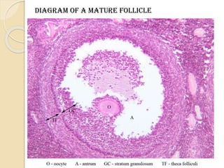 Diagram of a mature follicle
 