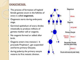 Oogenesis.
 The process of formation of haploid
female gamete ovum in the follicles of
ovary is called oogenesis.
 Oogenesis starts during embryonic
stage.
 Germinal epithelium of ovary divides
mitotically to produce millions of
gamete mother cell or oogonia.
 No oogonia formed or added after
birth.
 Oogonia enters into meiosis-I. It
proceeds Prophase-I , get suspended
and forms primary Oocytes.
 during puberty, the primary oocyte
restarts its first meiotic division.
 