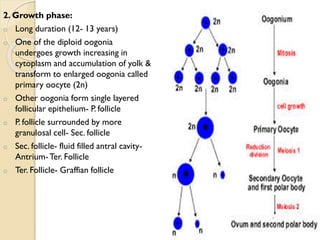 2. Growth phase:
o Long duration (12- 13 years)
o One of the diploid oogonia
undergoes growth increasing in
cytoplasm and accumulation of yolk &
transform to enlarged oogonia called
primary oocyte (2n)
o Other oogonia form single layered
follicular epithelium- P. follicle
o P. follicle surrounded by more
granulosal cell- Sec. follicle
o Sec. follicle- fluid filled antral cavity-
Antrium-Ter. Follicle
o Ter. Follicle- Graffian follicle
 