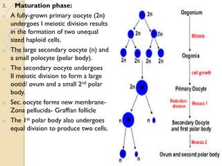 3. Maturation phase:
o A fully-grown primary oocyte (2n)
undergoes I meiotic division results
in the formation of two unequal
sized haploid cells.
o The large secondary oocyte (n) and
a small polocyte (polar body).
o The secondary oocyte undergoes
II meiotic division to form a large
ootid/ ovum and a small 2nd polar
body.
o Sec. oocyte forms new membrane-
Zona pellucida- Graffian follicle
o The 1st polar body also undergoes
equal division to produce two cells.
 
